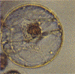 G5.gif (6108 octets)