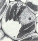 G9.gif (6598 octets)