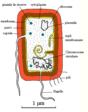 cellule procaryote.gif (17403 octets)
