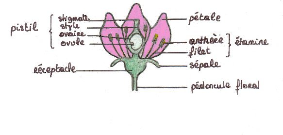 dessinfleur.jpg (23406 octets)