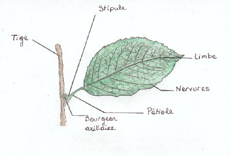 feuille.jpg (22864 octets)