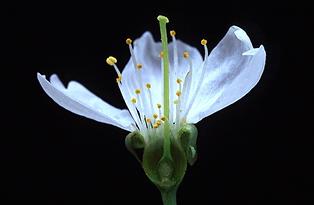 fleur.jpg (7469 octets)