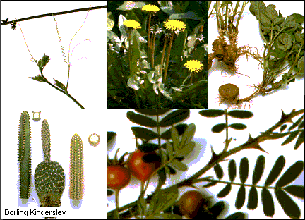 organeV.gif (46935 octets)