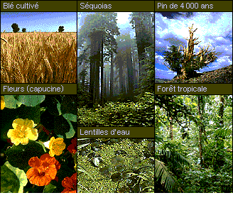 vegetalorganisme.gif (48578 octets)